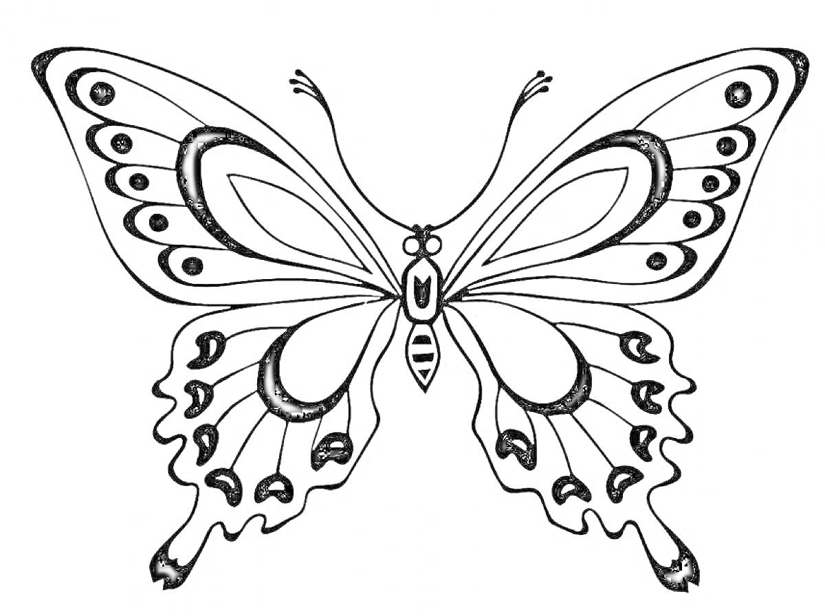 Раскраска красивая бабочка с узором на крыльях