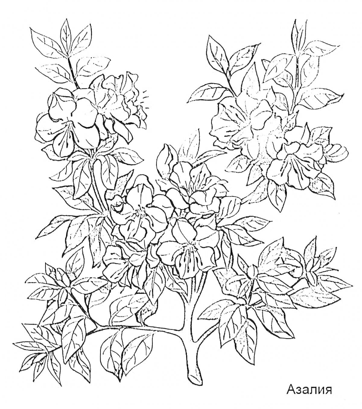 Раскраска Азалия: куст с листьями и цветами