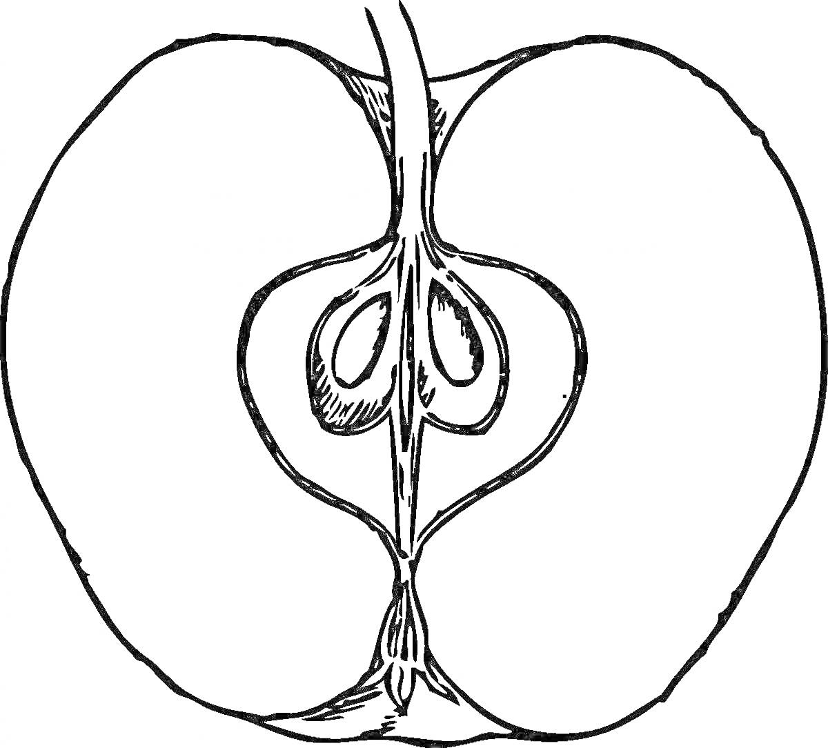 Раскраска Разрезанное яблоко с видимыми семенами и стеблем