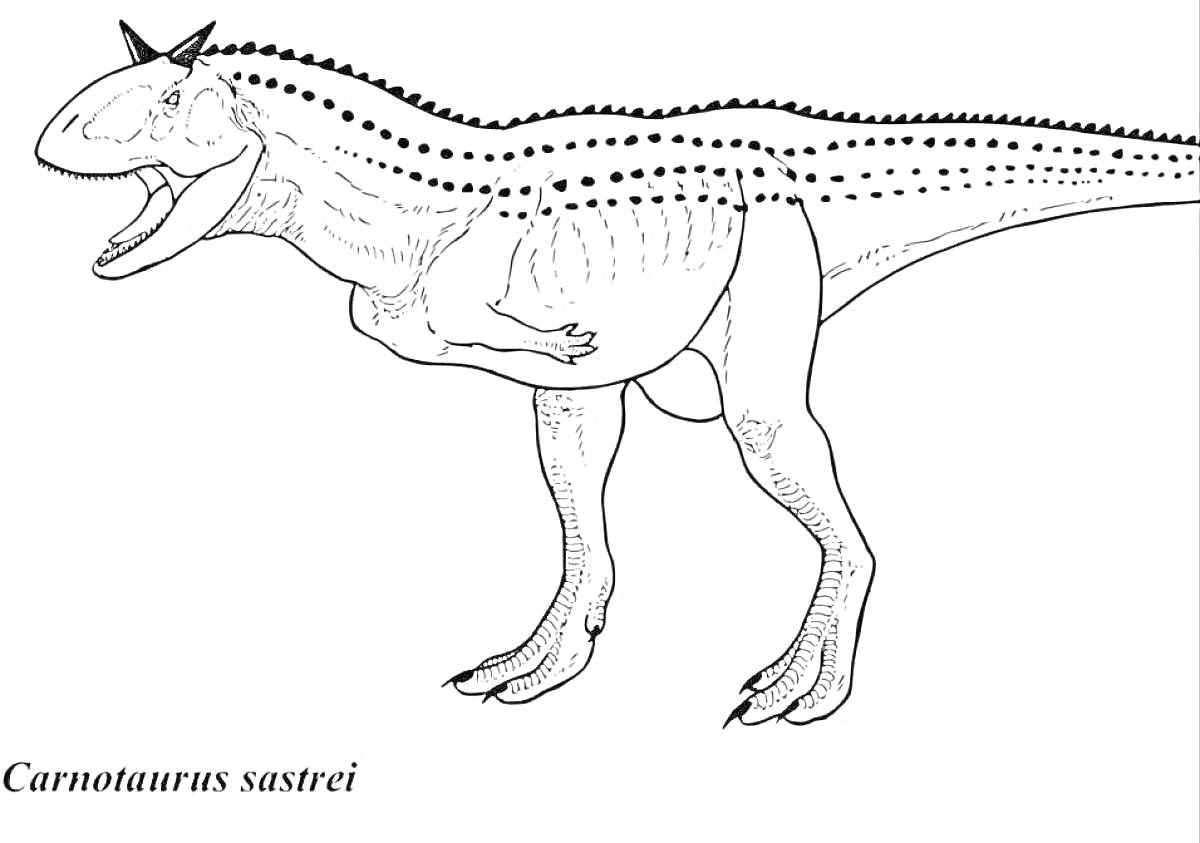 Раскраска Carnotaurus sastrei