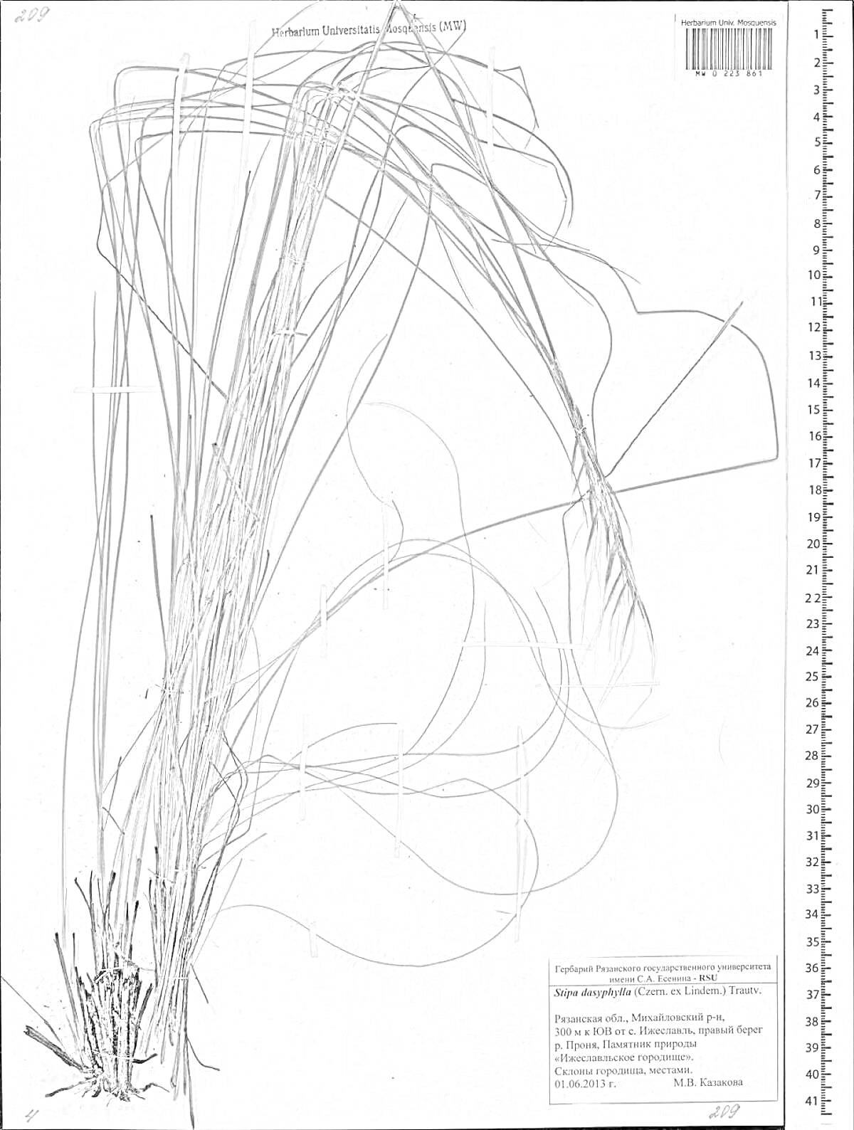 Раскраска Гербарий с ковылем Stipa pennata L., штрих-код, измерительная шкала, этикетка с информацией