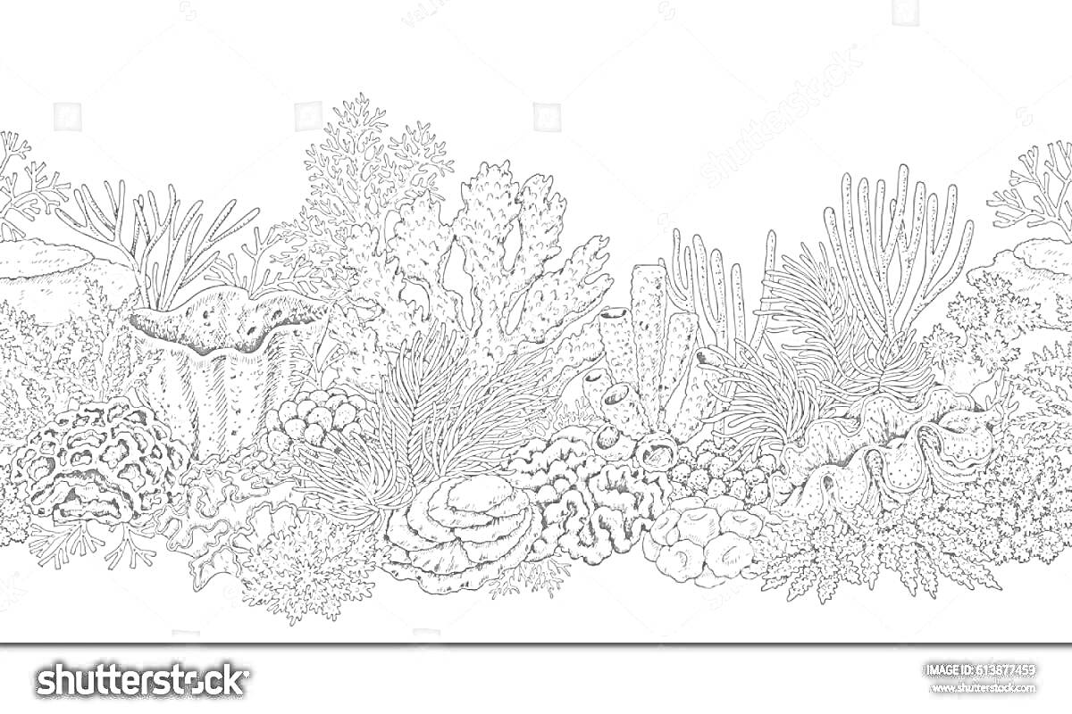 Изображение кораллового рифа с различными видами кораллов, водорослей, морских губок и других морских организмов