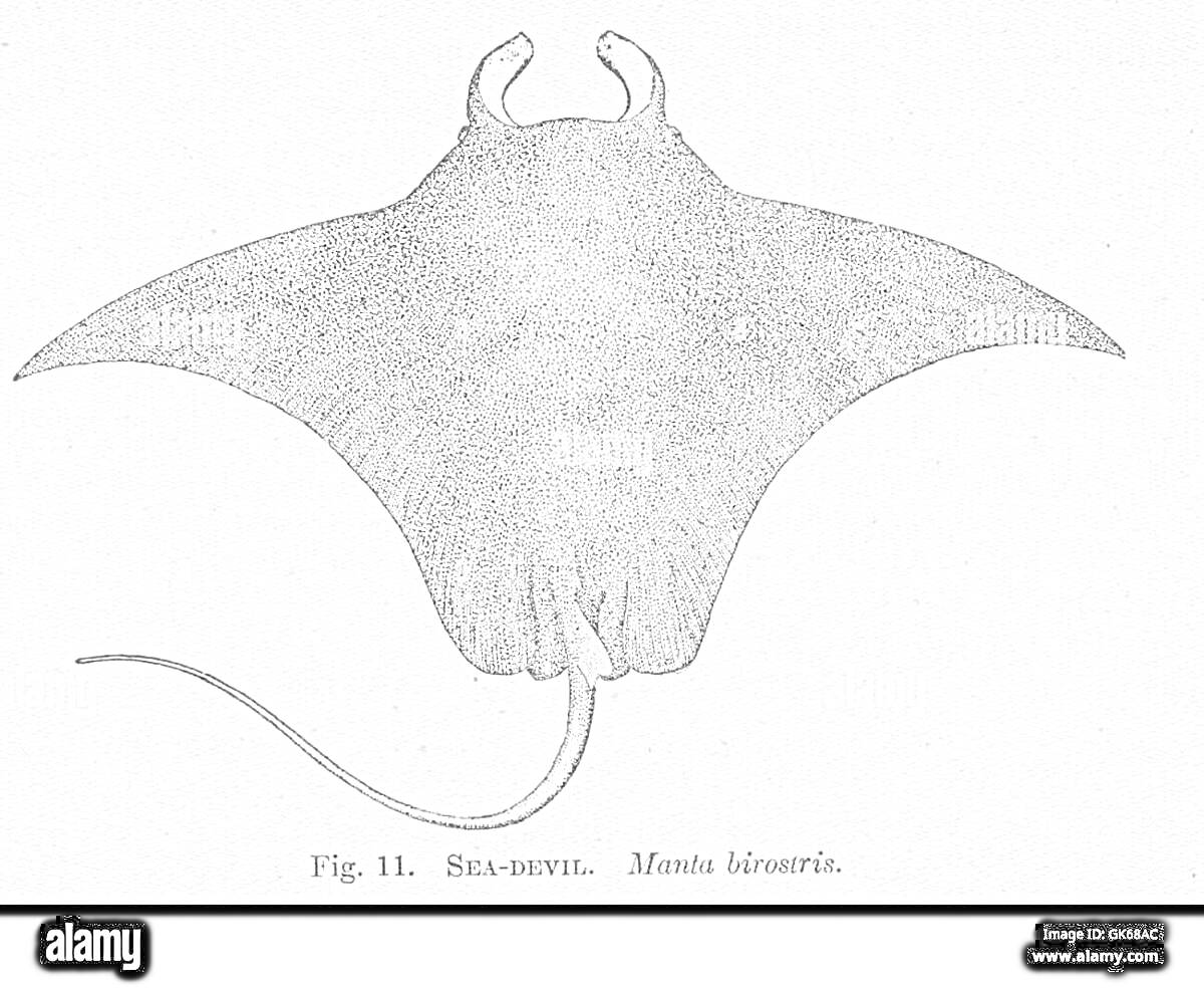 Раскраска Старинное изображение ската манты, вид сверху, с серыми точечными деталями, загнутыми 