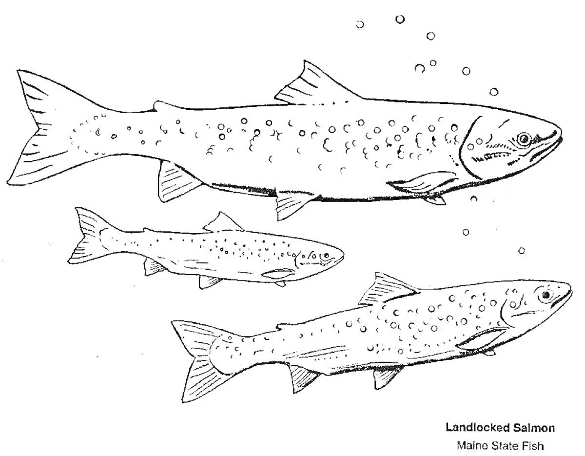Раскраска Три форели с пузырьками воздуха