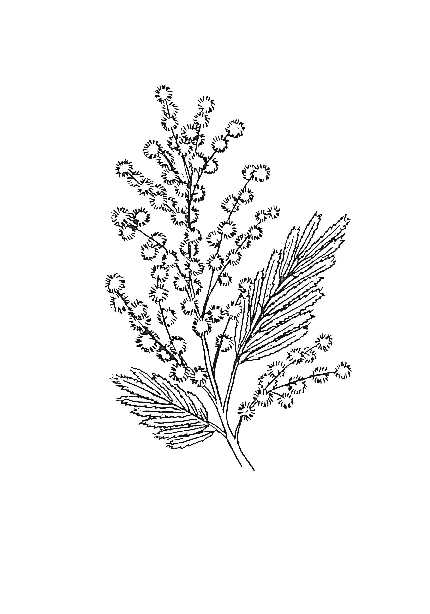 Раскраска Веточка мимозы с пушистыми цветочками и листьями