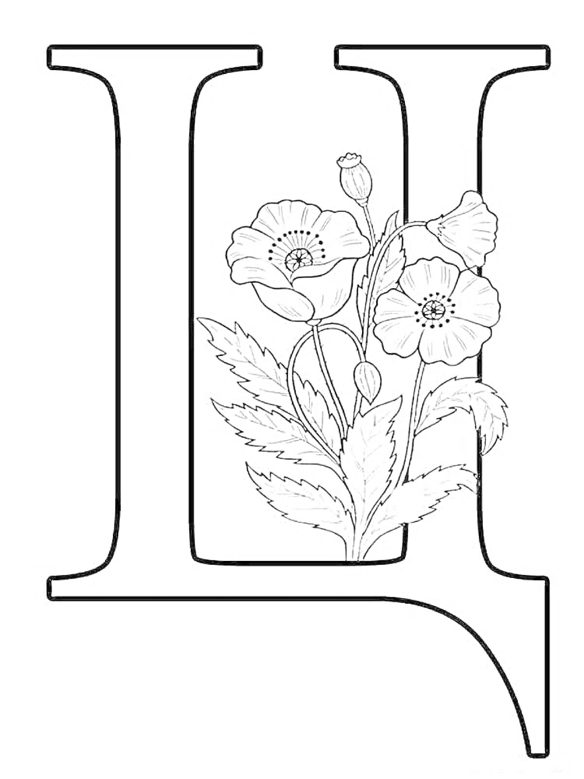 На раскраске изображено: Цветы, Мак, Листья, Для детей