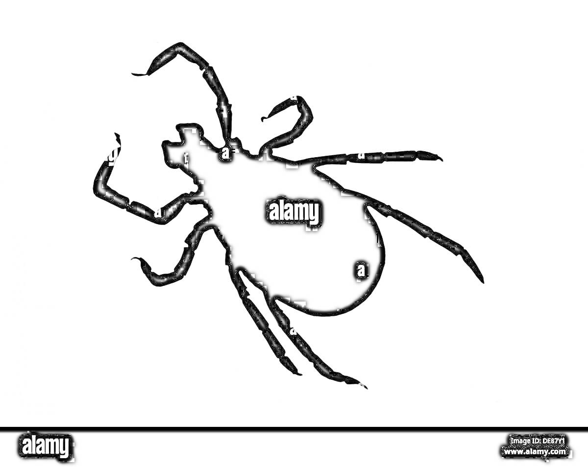 На раскраске изображено: Клещ, Насекомое, Белый фон