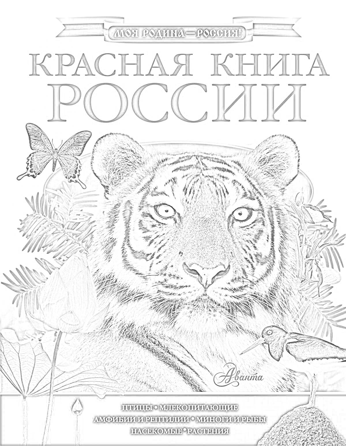 На раскраске изображено: Тигр, Бабочка, Птица, Цветы, Растения, Сокол, Перья
