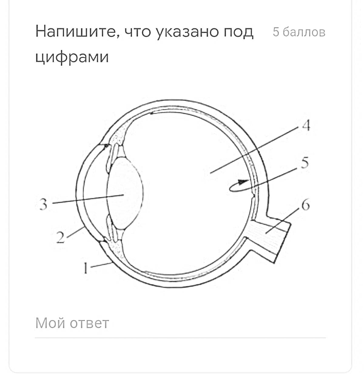 Раскраска Раскраска - строение глаза: 1 - роговица, 2 - радужка, 3 - хрусталик, 4 - сетчатка, 5 - зрительный нерв, 6 - склера.