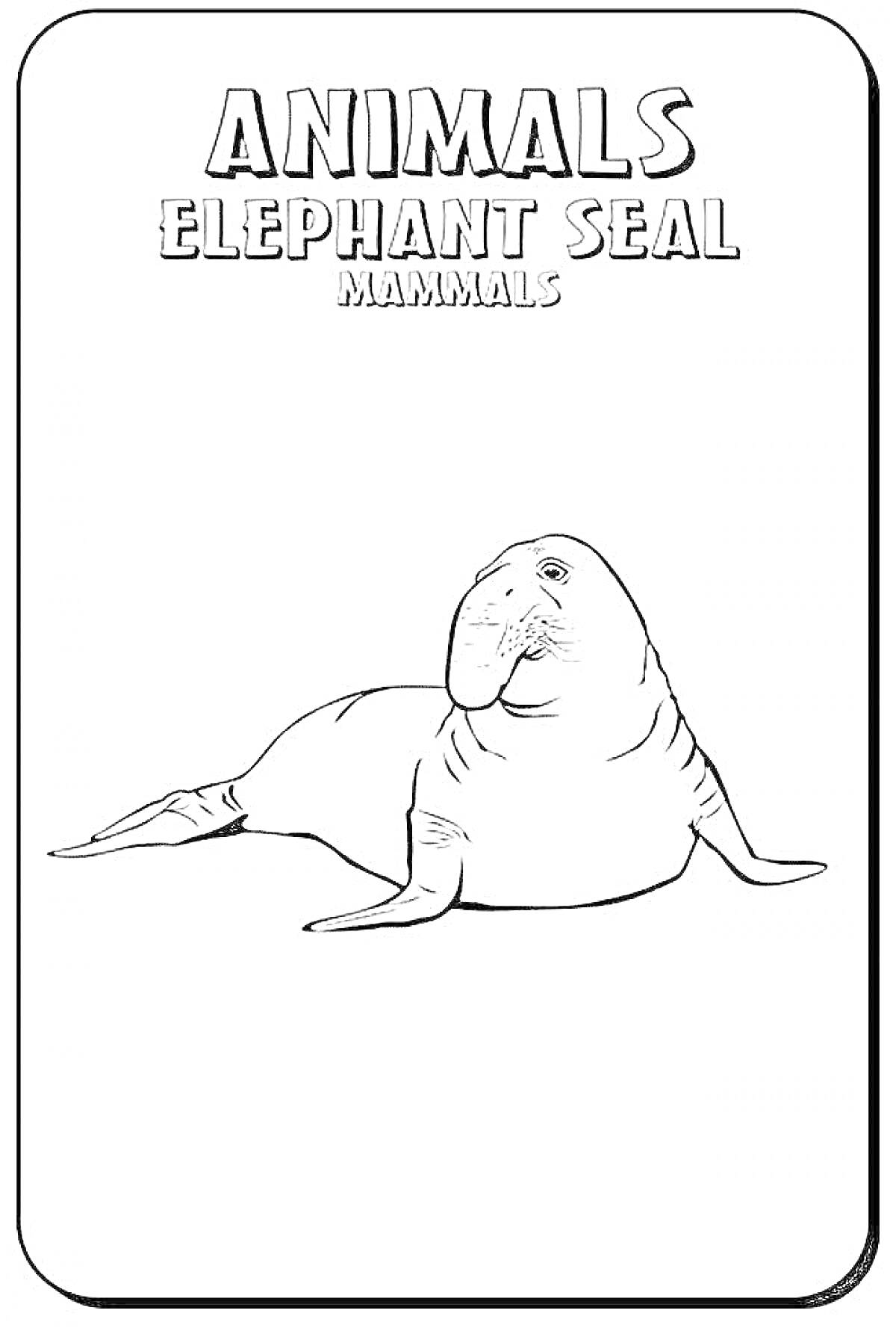 Раскраска морской слон с надписями Animals, Elephant Seal, Mammals