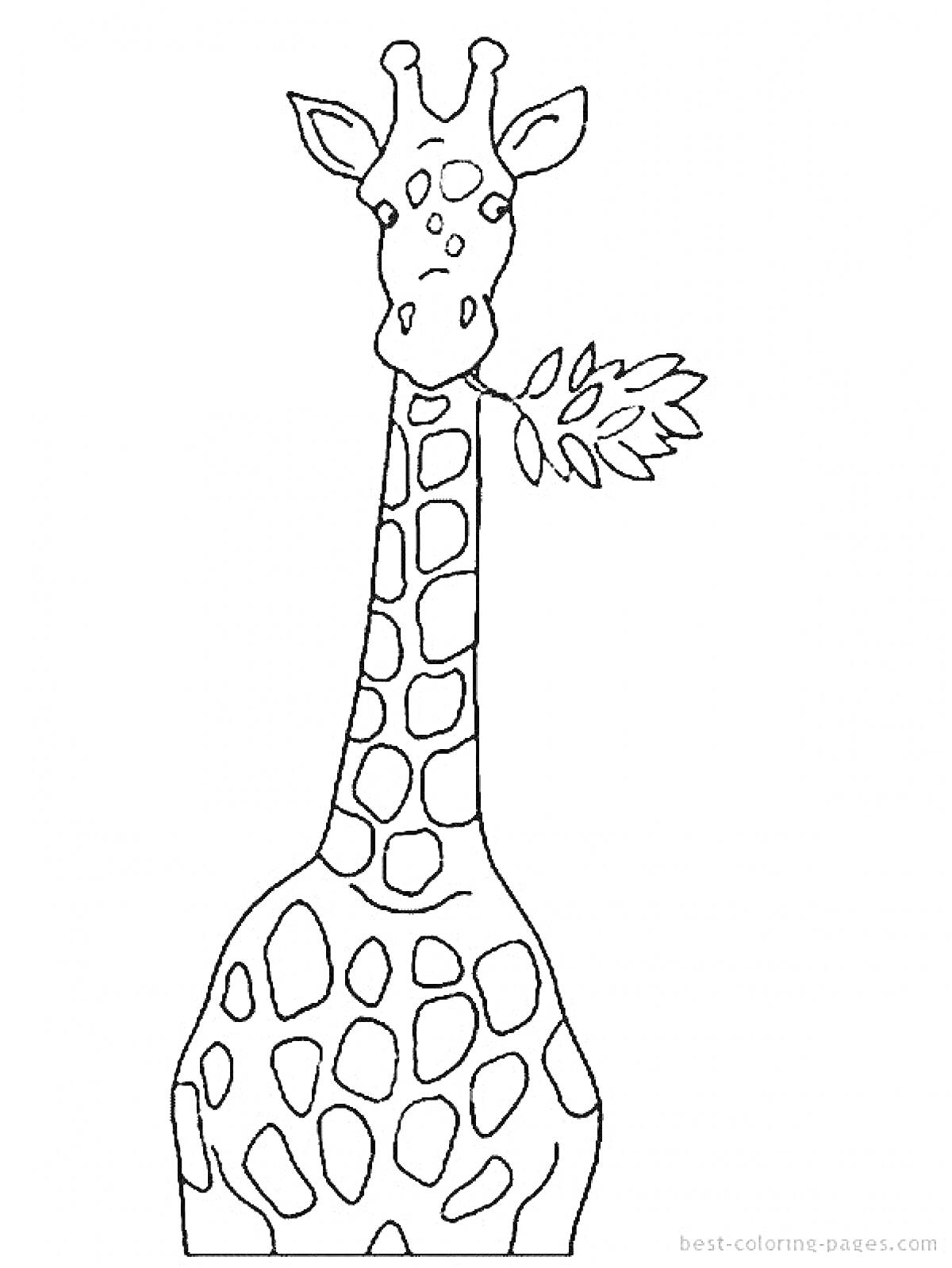 На раскраске изображено: Листья, Длинная шея, Для детей, Животные, Жирафы