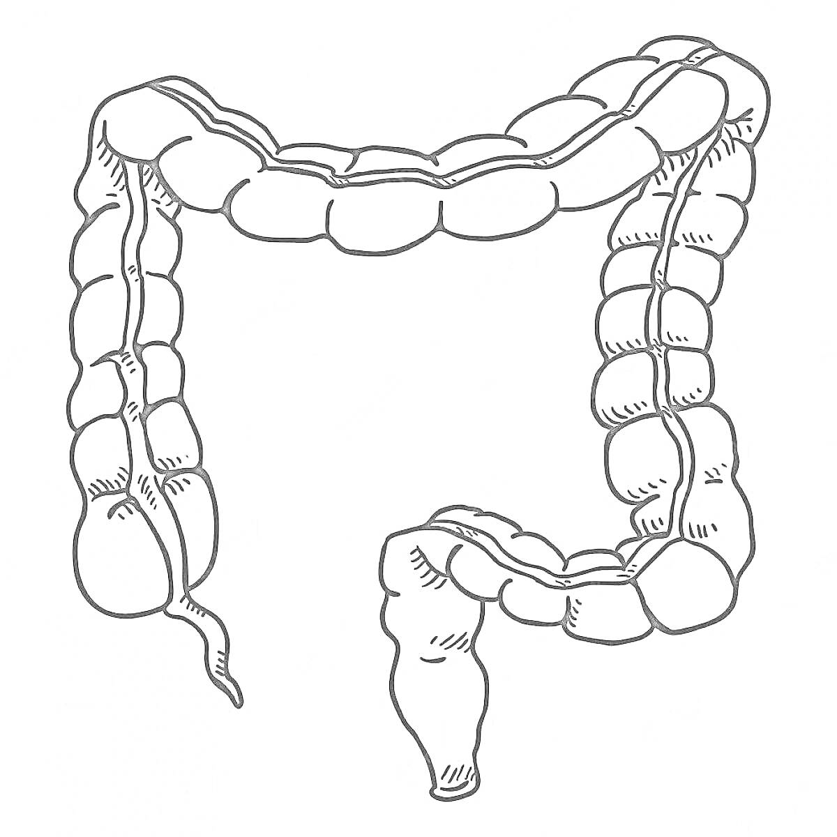 На раскраске изображено: Анатомия, Толстая кишка, Медицинская иллюстрация