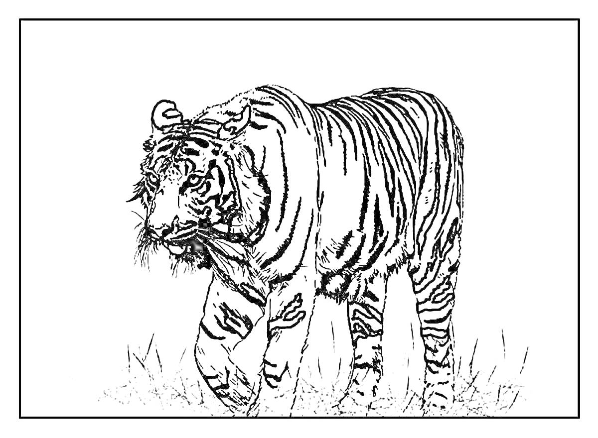 Раскраска Тигр амурский на траве