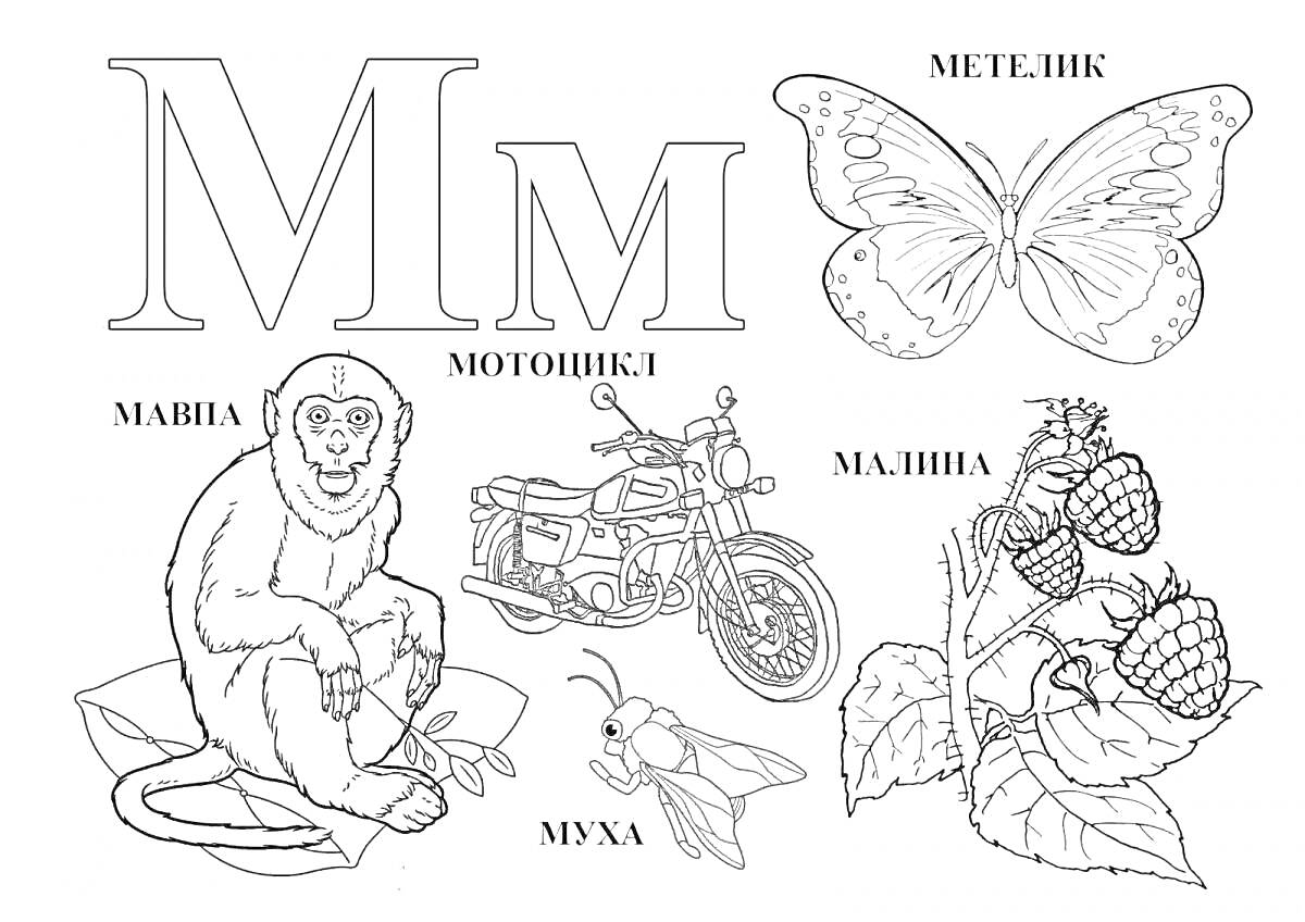 На раскраске изображено: Буква М, Мотоцикл, Муха, Малина, Для детей