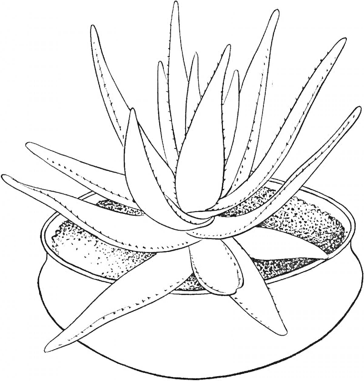 Раскраска Алоэ в горшке
