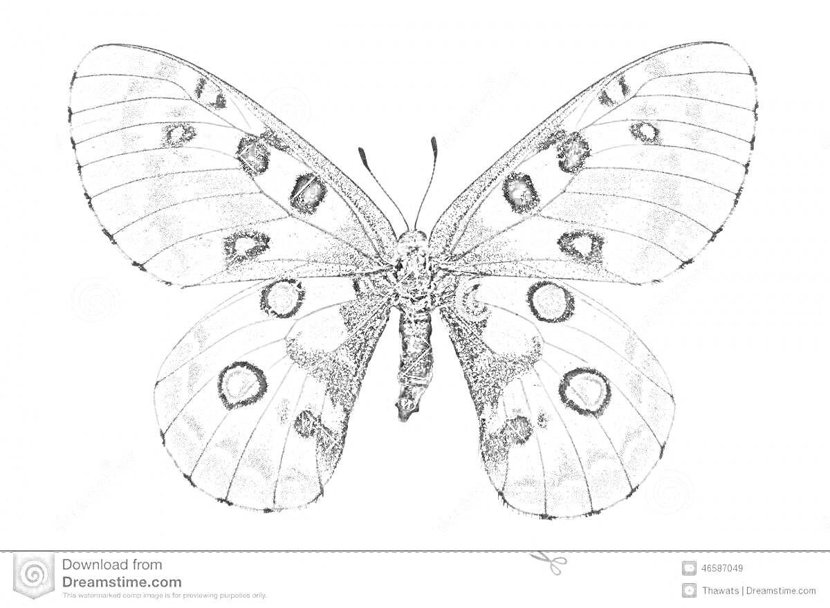На раскраске изображено: Бабочка, Аполлон, Насекомое, Черные пятна, Контурные рисунки