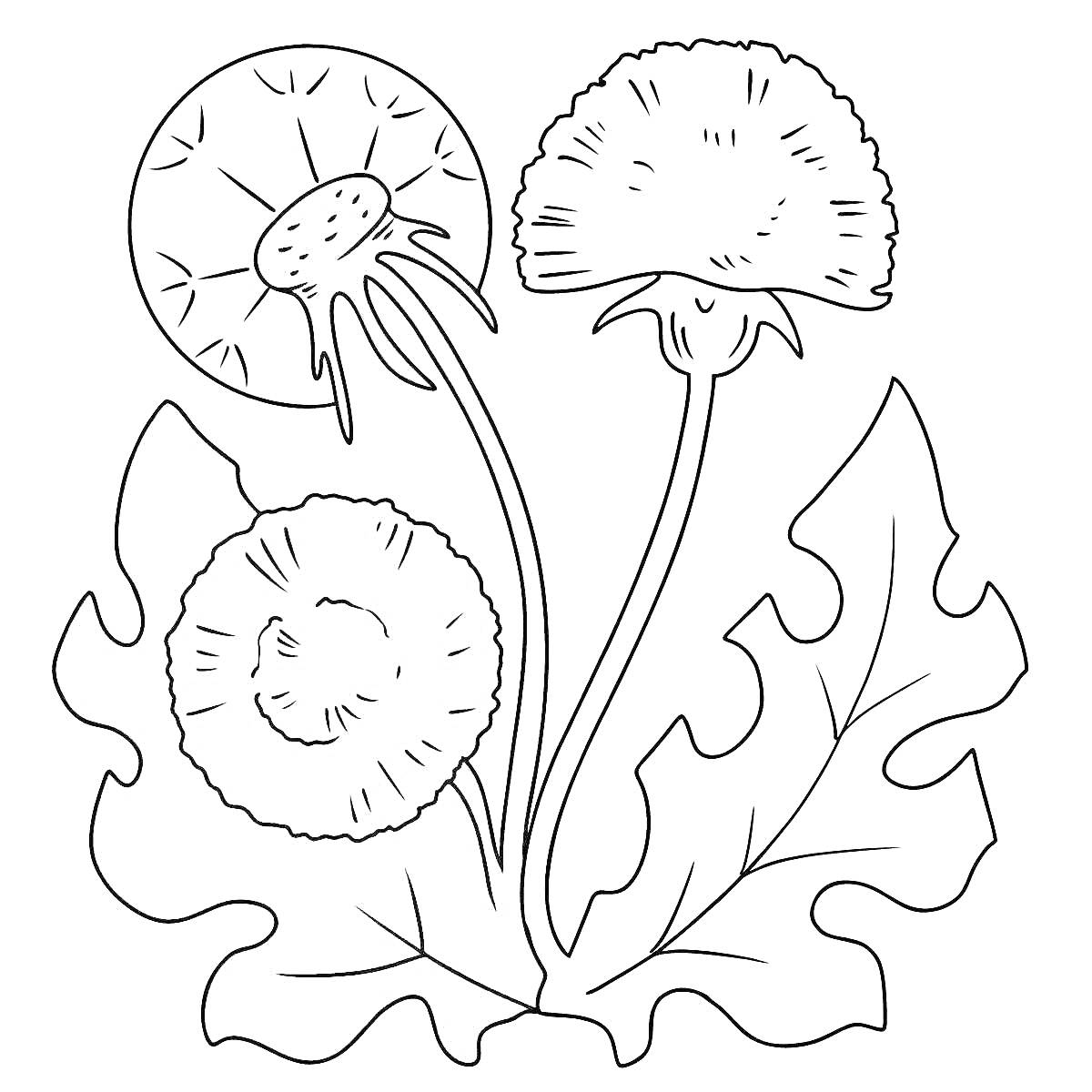 На раскраске изображено: Одуванчик, Листья, Цветы, Природа, Ботаника, Растения, Контурные рисунки