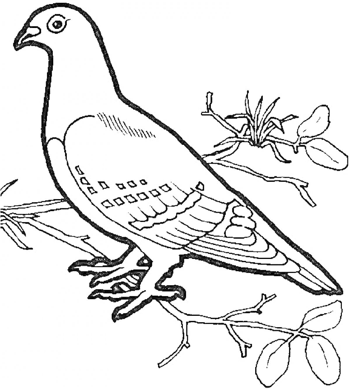 На раскраске изображено: Зимующие птицы, Ветка, Листва, Природа, Для детей, Голуби