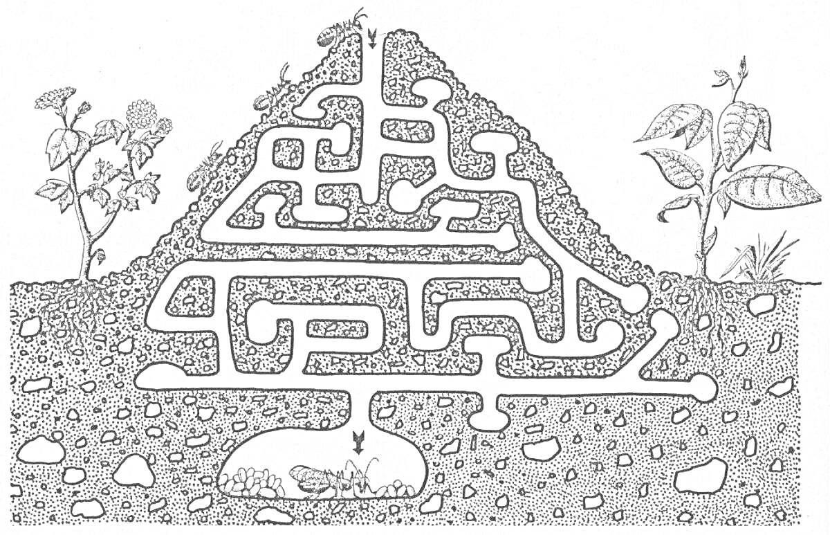 На раскраске изображено: Муравейник, Лабиринт, Земля, Растения, Корни, Камни