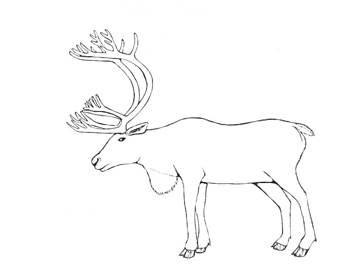 На раскраске изображено: Животные севера, Северный олень, Подготовительная группа, Рога