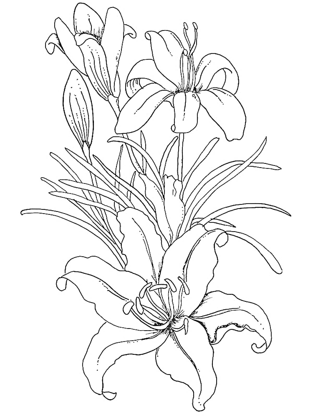 Раскраска Лилия с бутонами и раскрытыми цветками