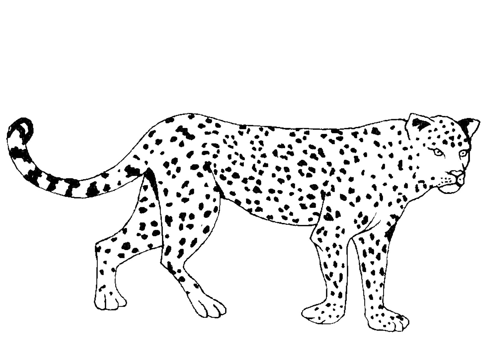 Раскраска Леопард, стоящий в профиль