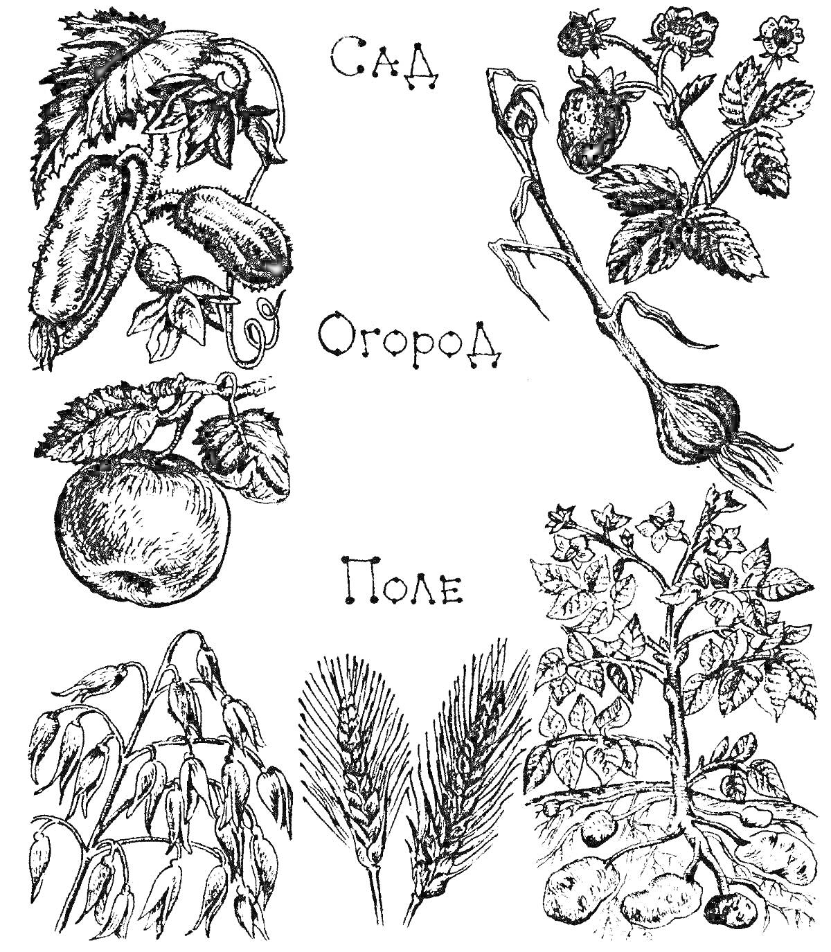 На раскраске изображено: Сад, Огород, Поле, Клубника, Яблоко, Лук, Овес, Пшеница, Картофель, Дикорастущие растения, Культурные растения
