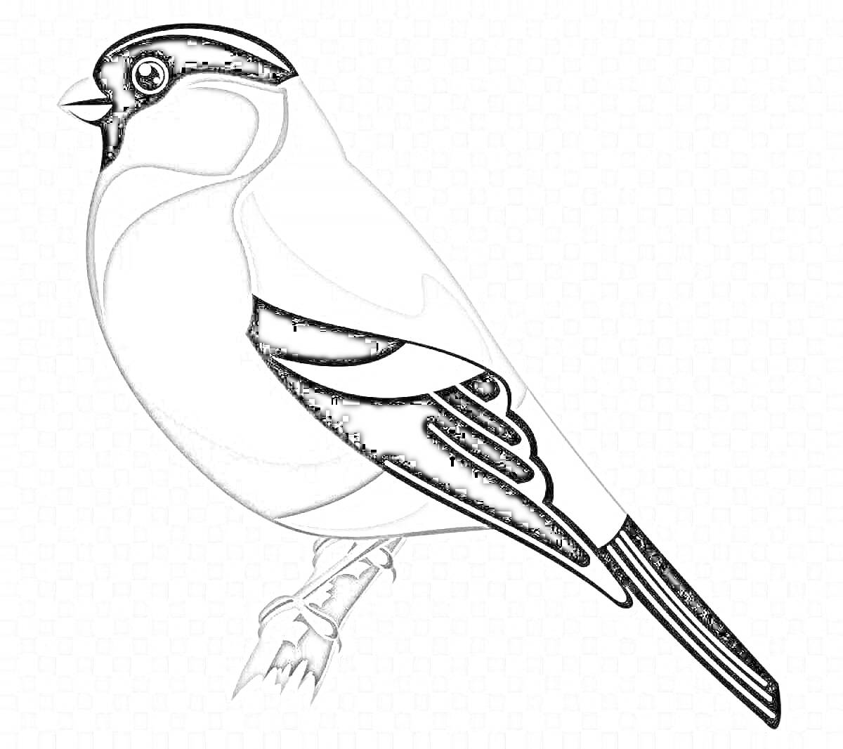 Раскраска Снегирь на ветке, контур для раскрашивания