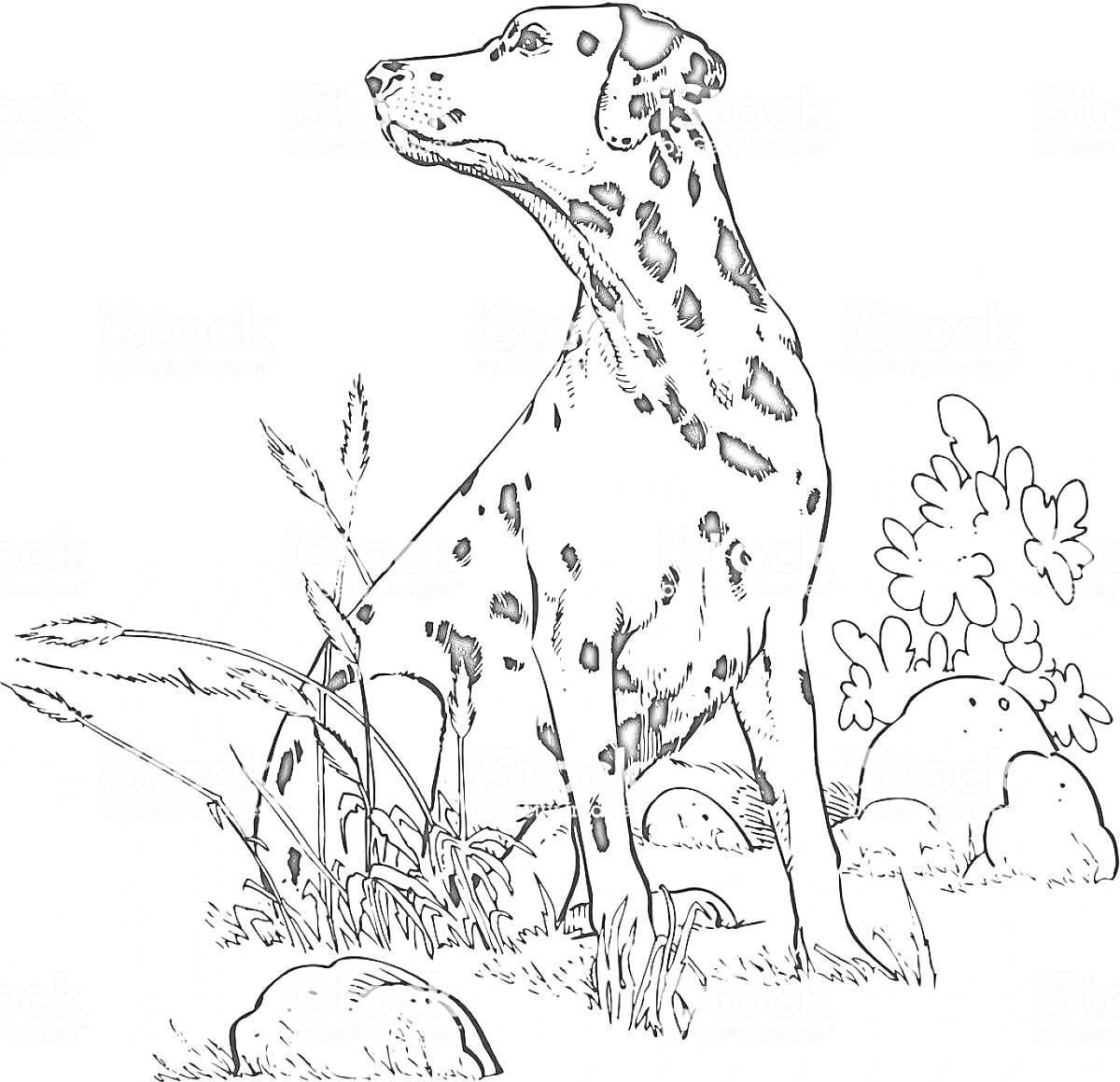 Раскраска Далматинец на природе с камнями, травой и кустами