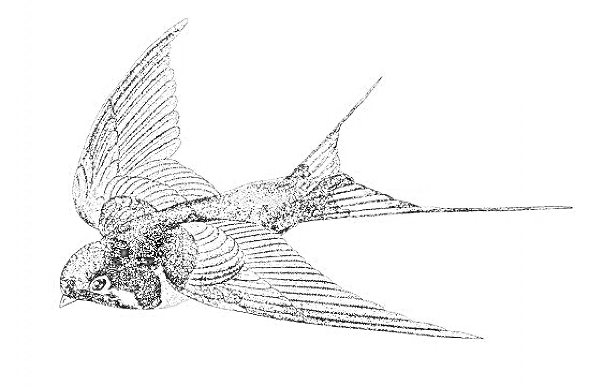 Раскраска Ласточка в полете
