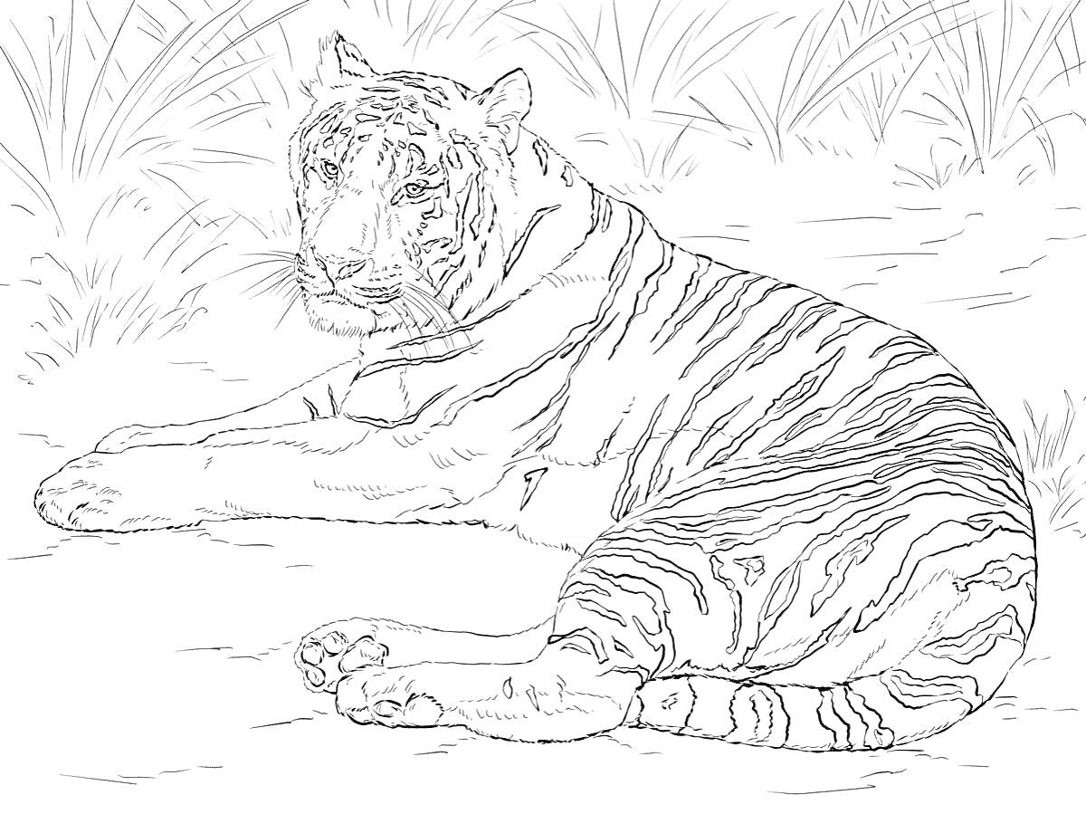 Раскраска Лежащий тигр на фоне зарослей травы
