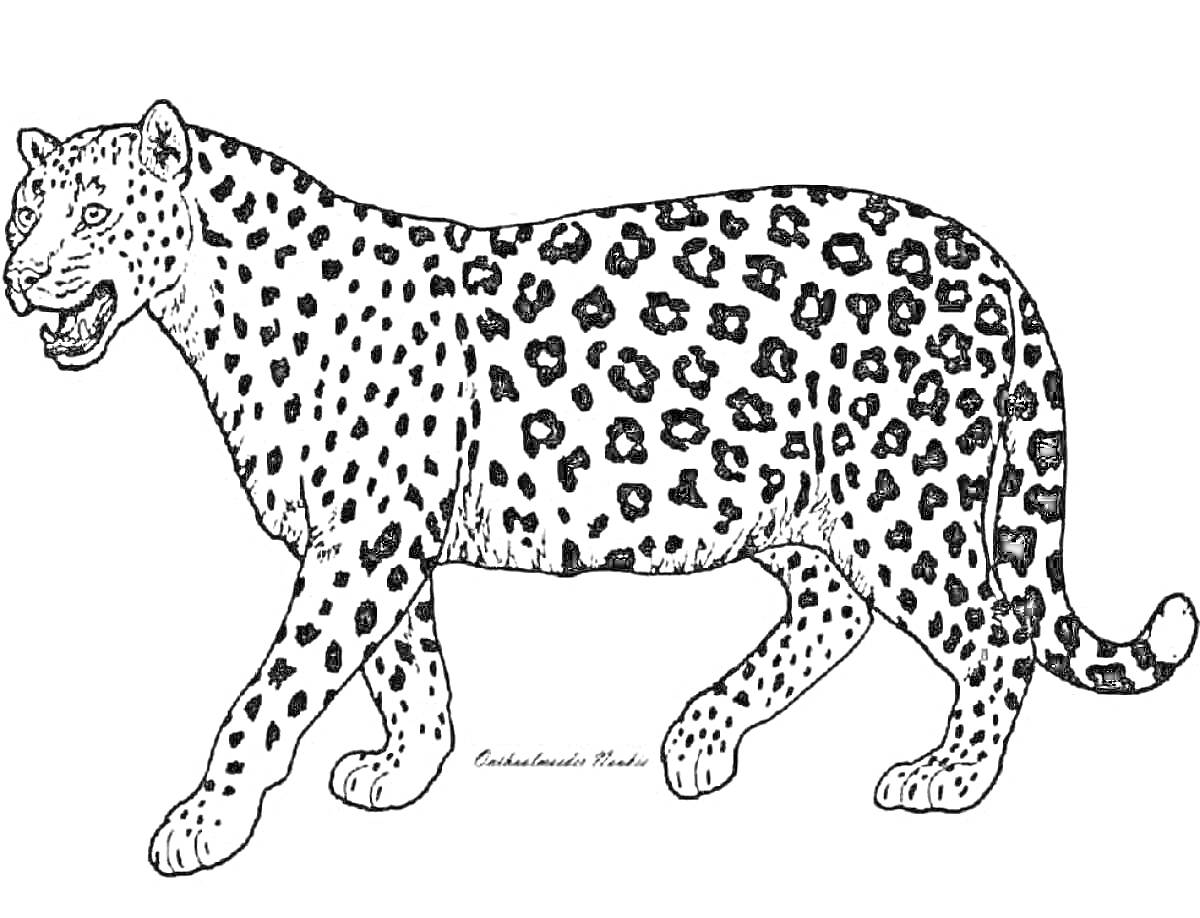 Раскраска Леопард в профиль