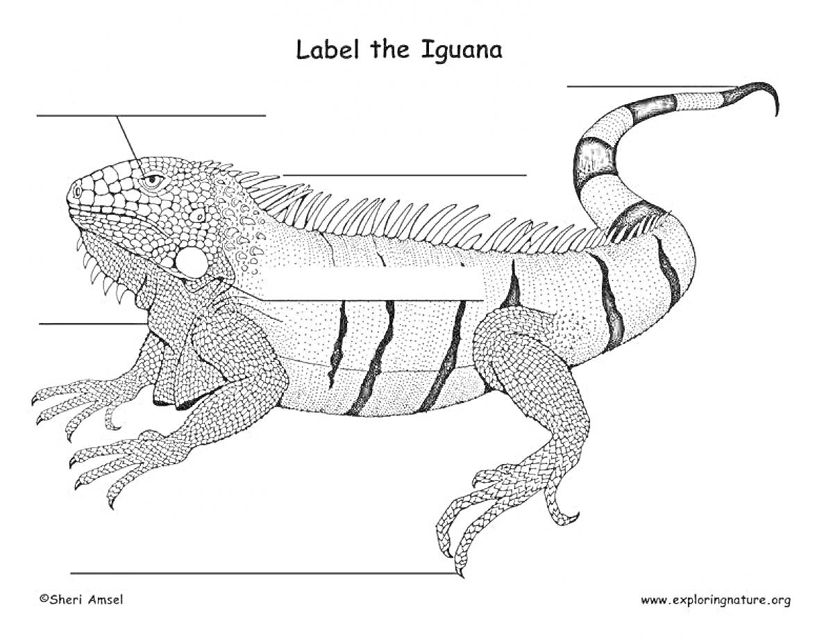 На раскраске изображено: Игуана, Хвост, Лапы, Голова, Гребень, Спина, Линии