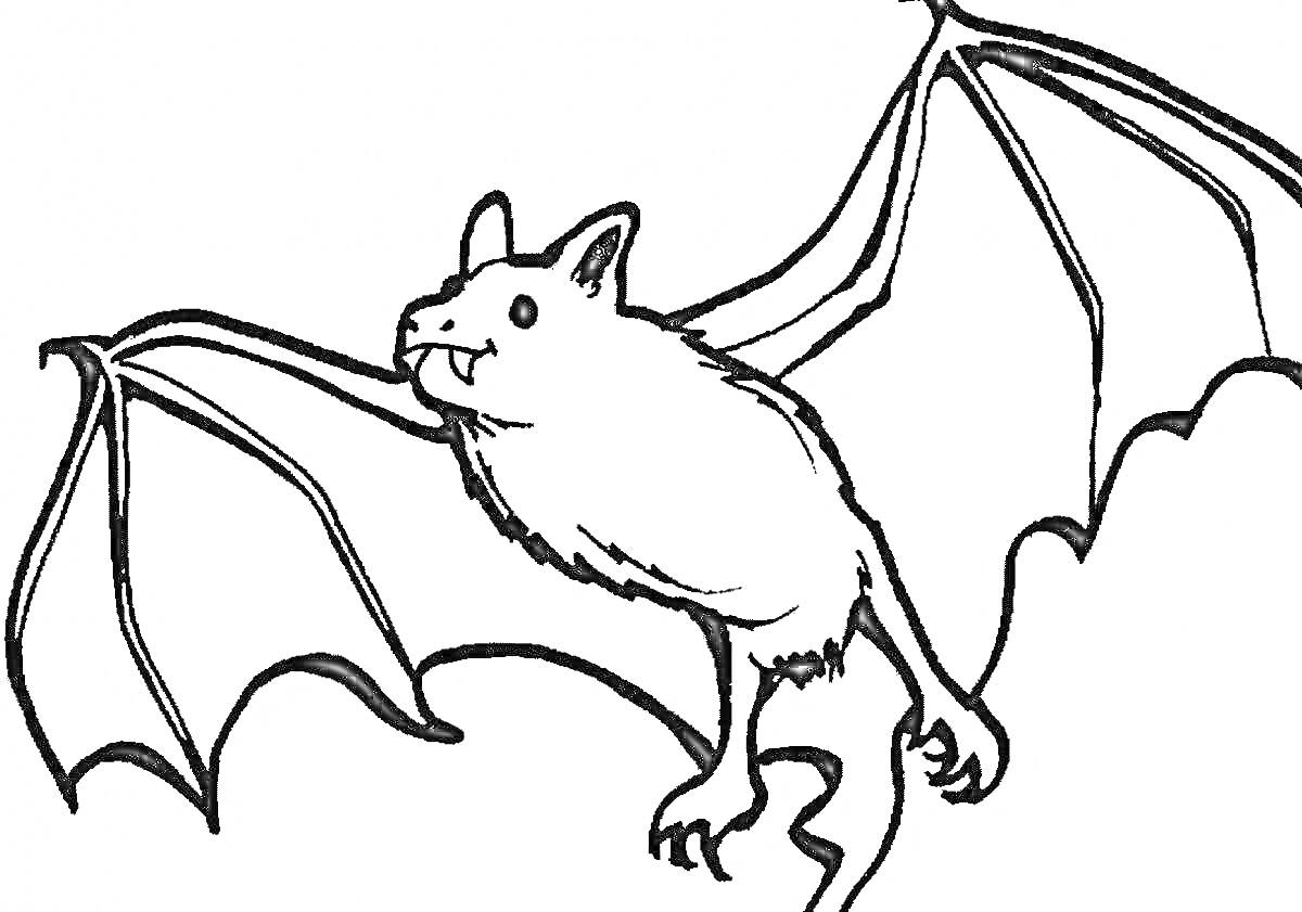 На раскраске изображено: Мышь, Летучая мышь, Крылья, Вампир, Клыки
