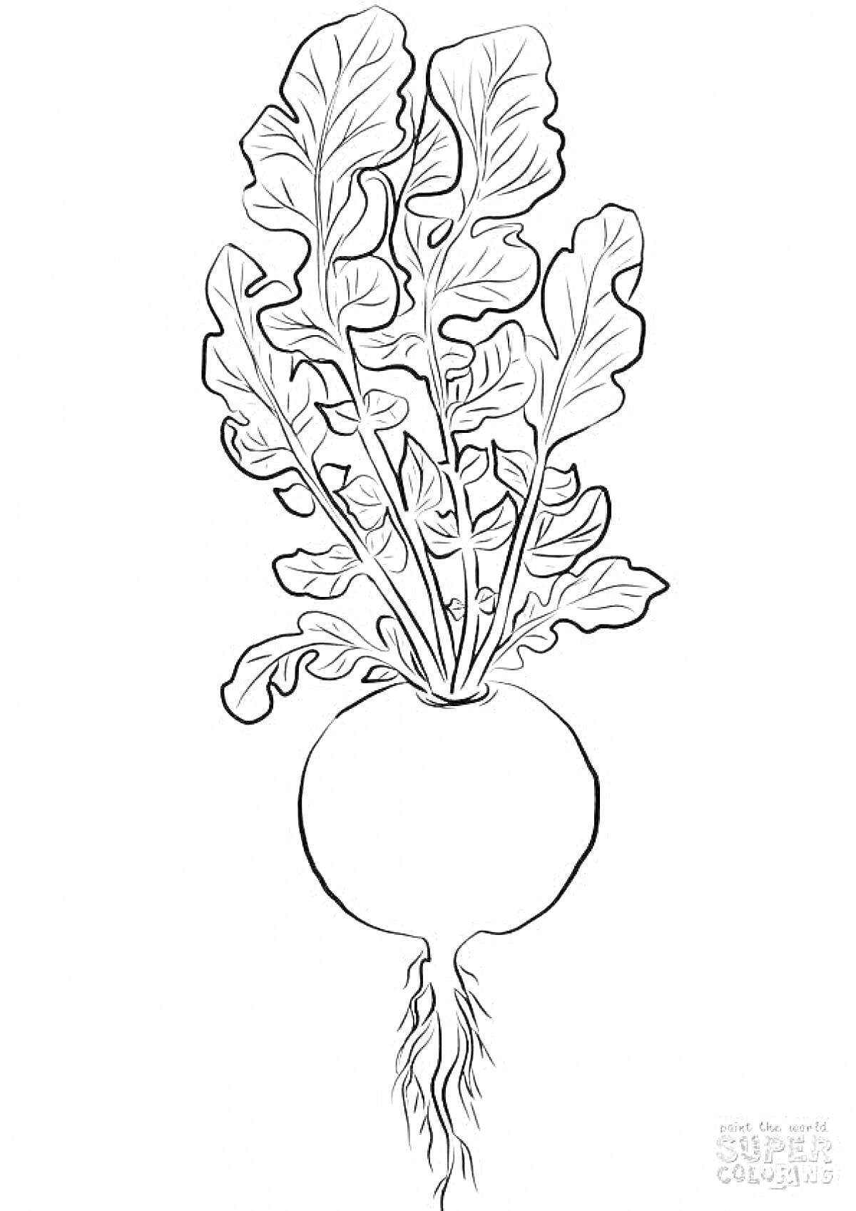 На раскраске изображено: Листья, Корни, Ботаника