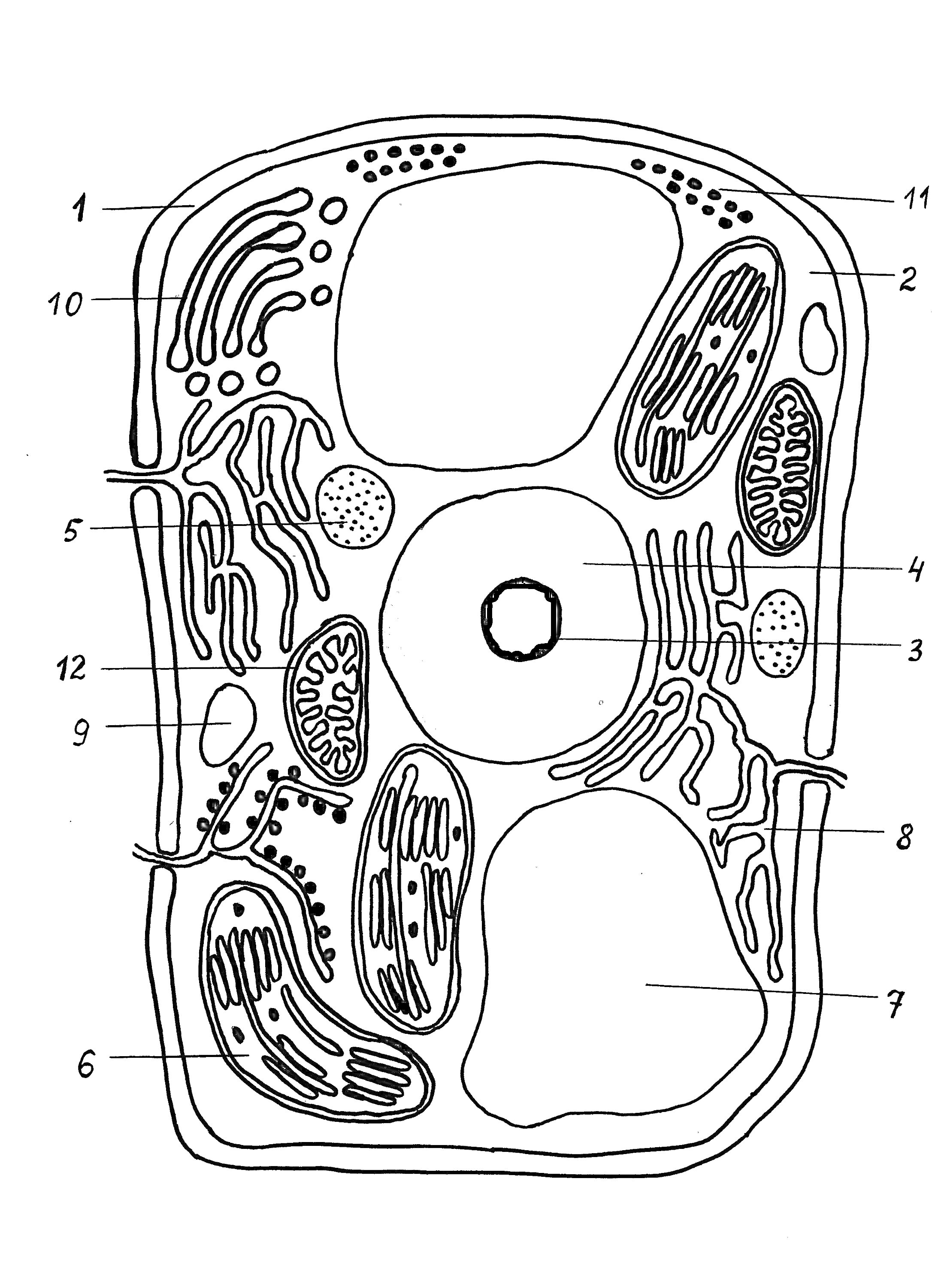 растительная клетка с указанием всех структур: 1 - плазматическая мембрана, 2 - хлоропласт, 3 - митохондрия, 4 - рибосома, 5 - эндоплазматическая сеть, 6 - клеточная стенка, 7 - вакуоль, 8 - цитоплазма, 9 - аппарат Гольджи, 10 - лизосома, 11 - плазмодесма