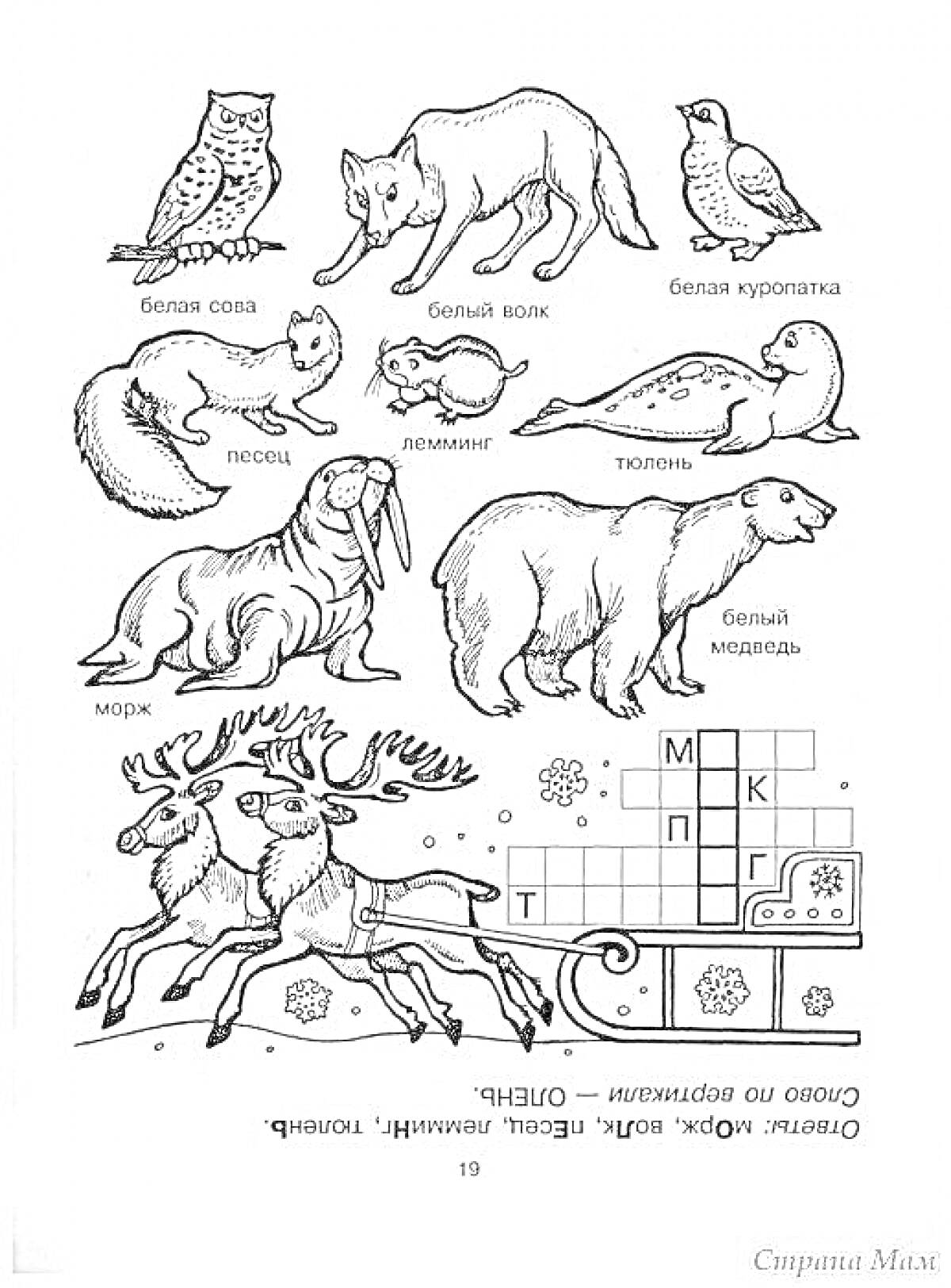 На раскраске изображено: Животные, Растения, Сова, Волк, Куропатка, Песец, Тюлень, Морж, Медведь