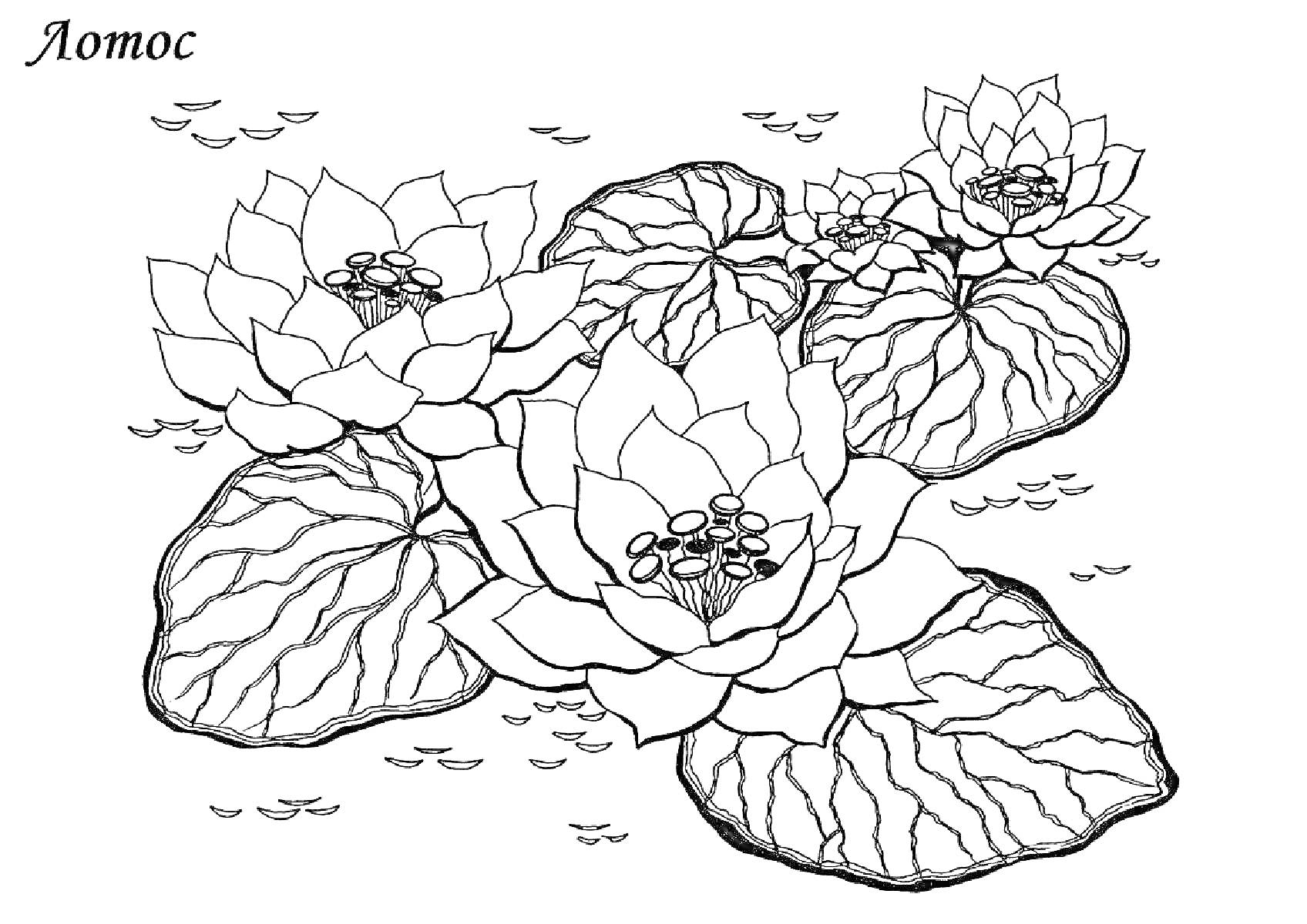 На раскраске изображено: Лотос, Цветы, Листья, Вода, Природа, Ботаника, Спокойствие, Контурные рисунки