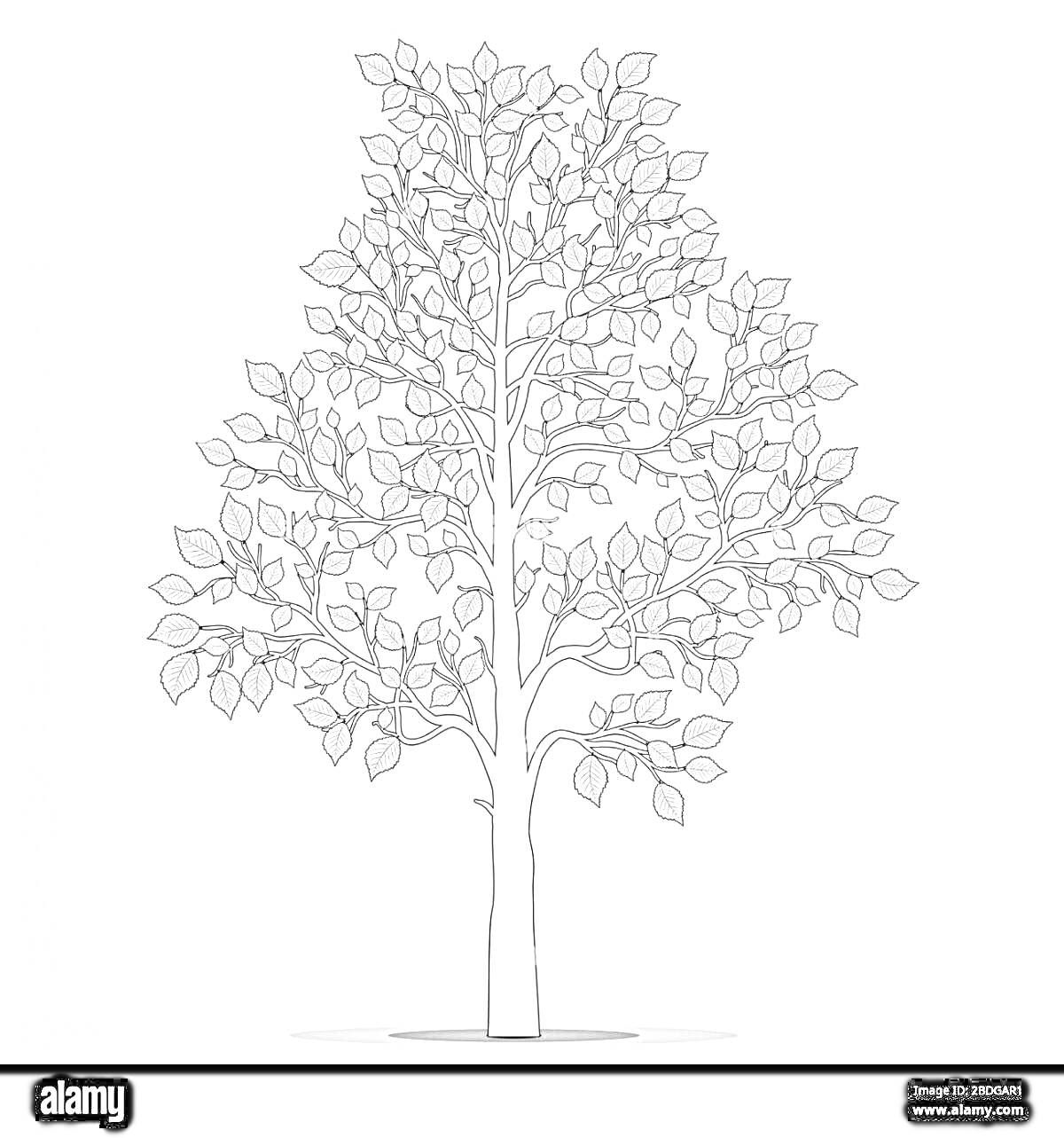 Раскраска Рисунок березы с множеством веток и листьев