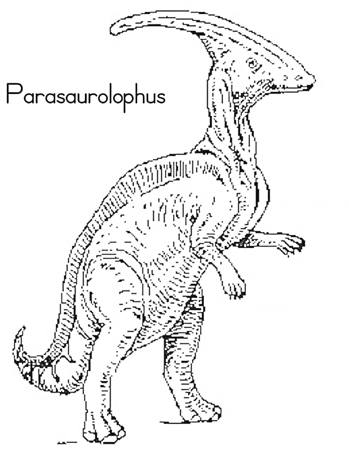 Раскраска Паразауролоф - стоящий на задних лапах динозавр с характерным гребнем на голове