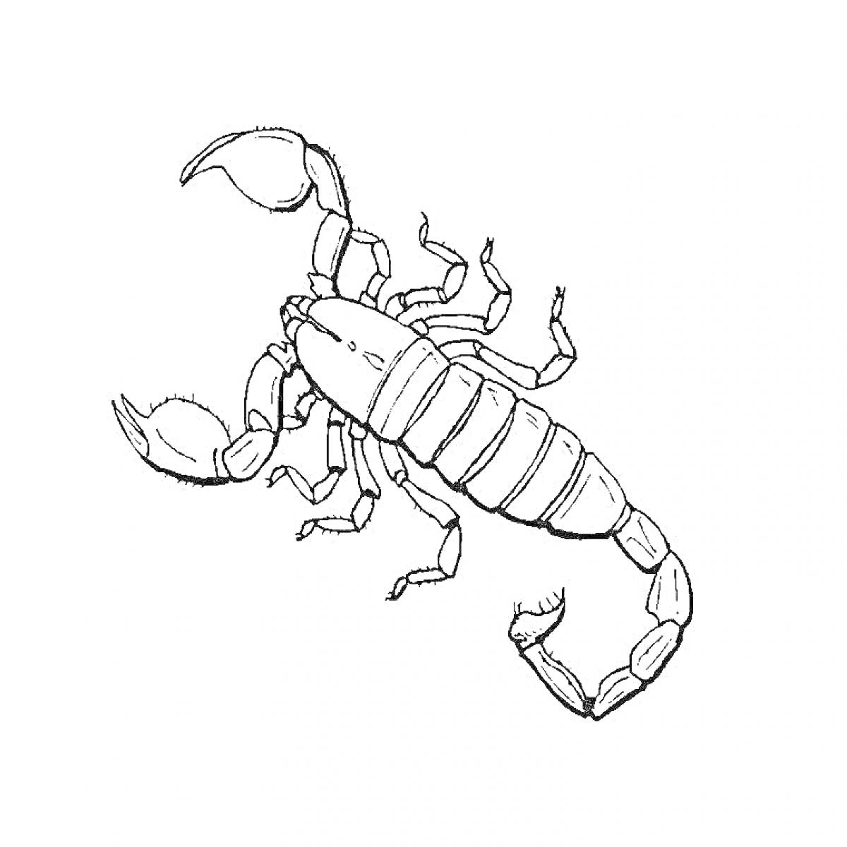 Раскраска Ракообразный скорпион с клешнями и хвостом.