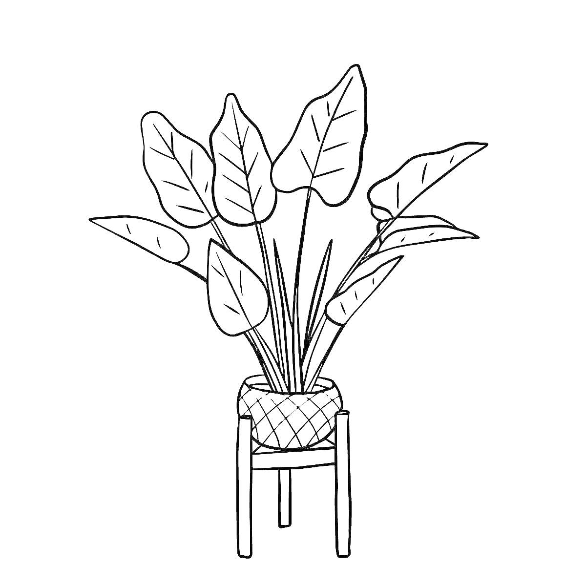 На раскраске изображено: Комнатные растения, Подставка, Листья, Ботаника, Горшки