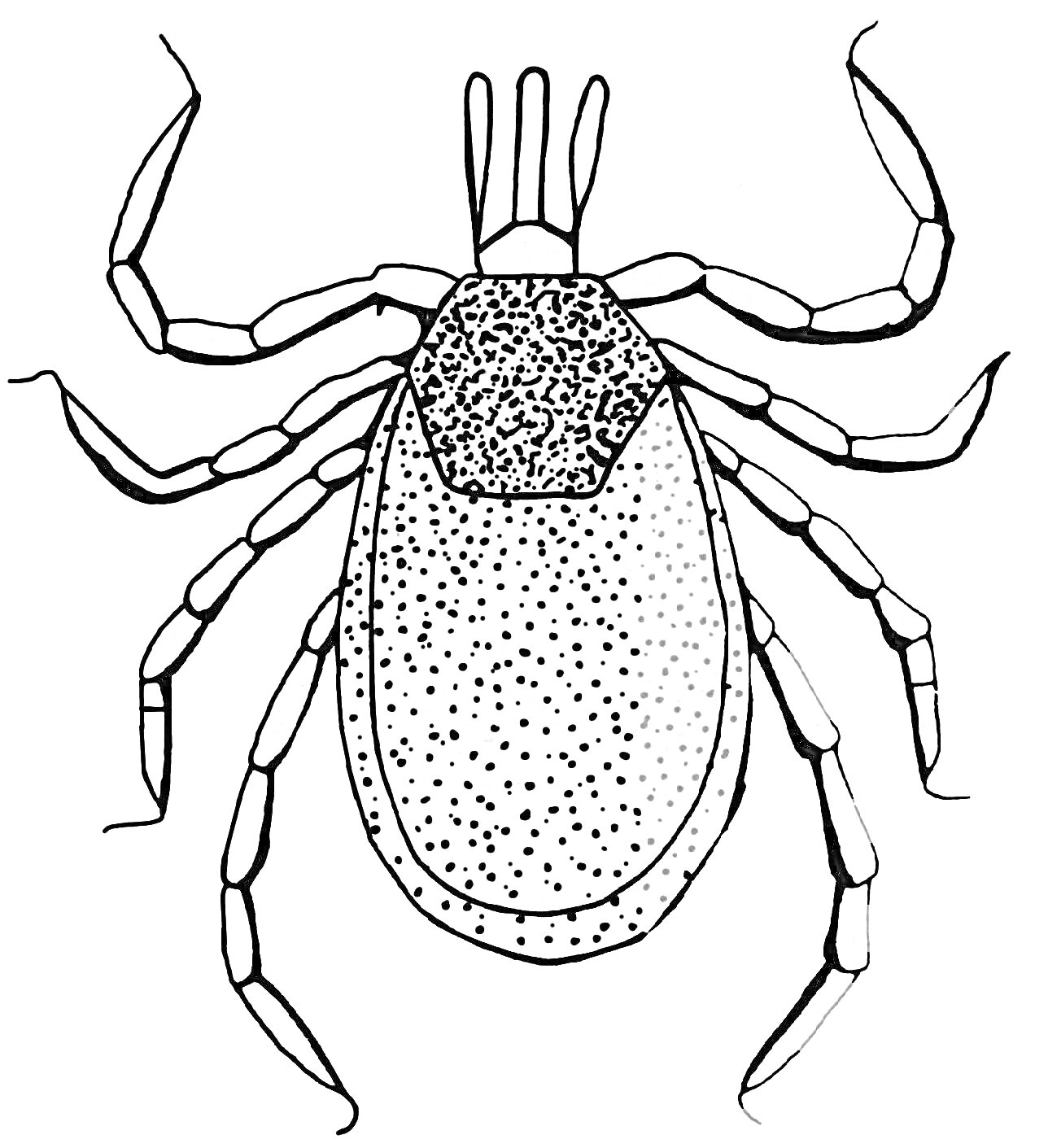 Клещ с восемью лапками и телом в виде овала с пятнистым рисунком на спине