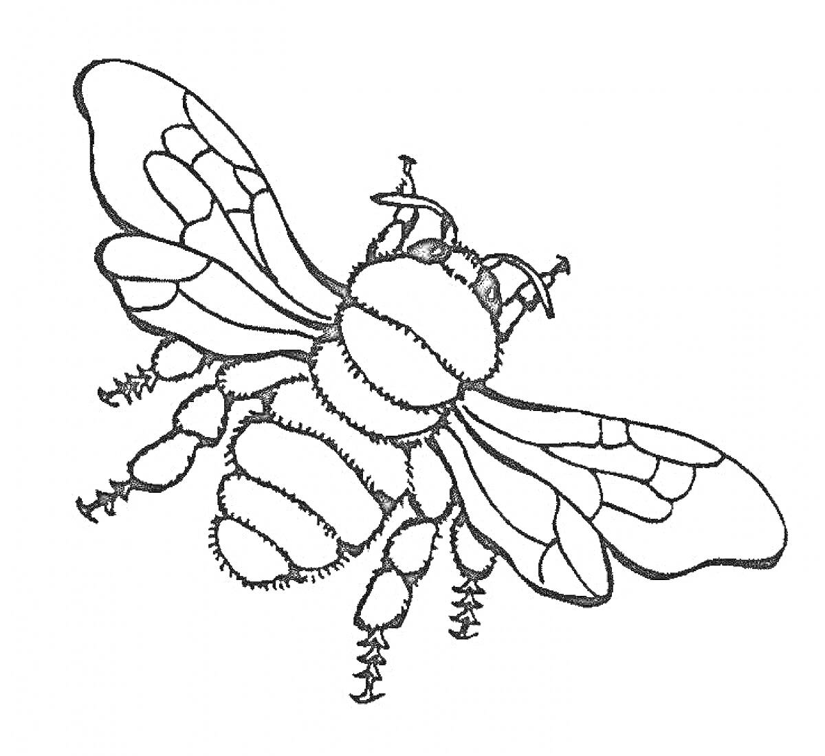 Раскраска Пчела с крыльями, усиками и деталями на теле