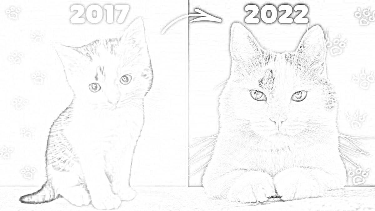 На раскраске изображено: Кот, 2017, 2022, Сравнение