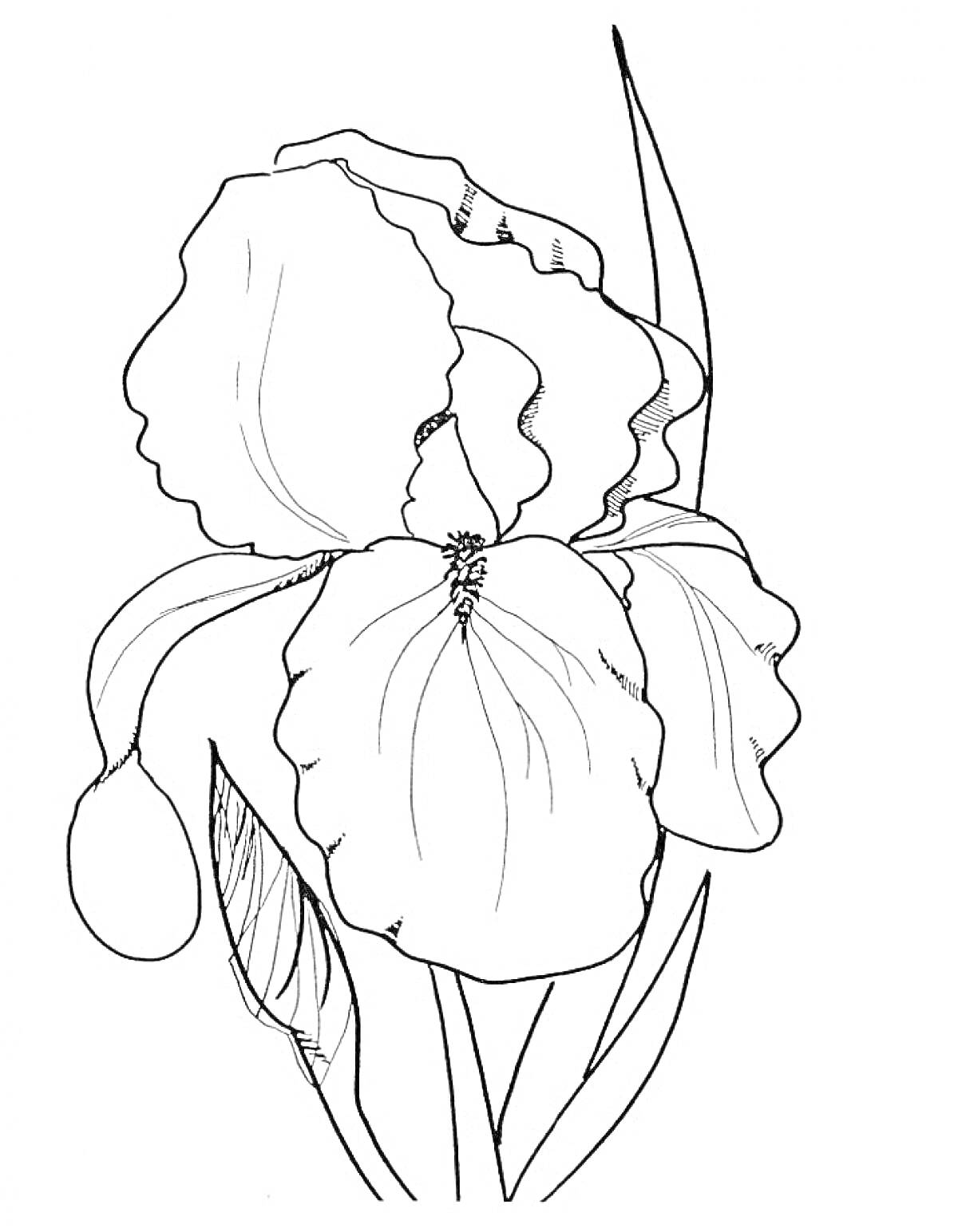 Раскраска Ирис - цветок с продолговатыми листьями и крупными лепестками