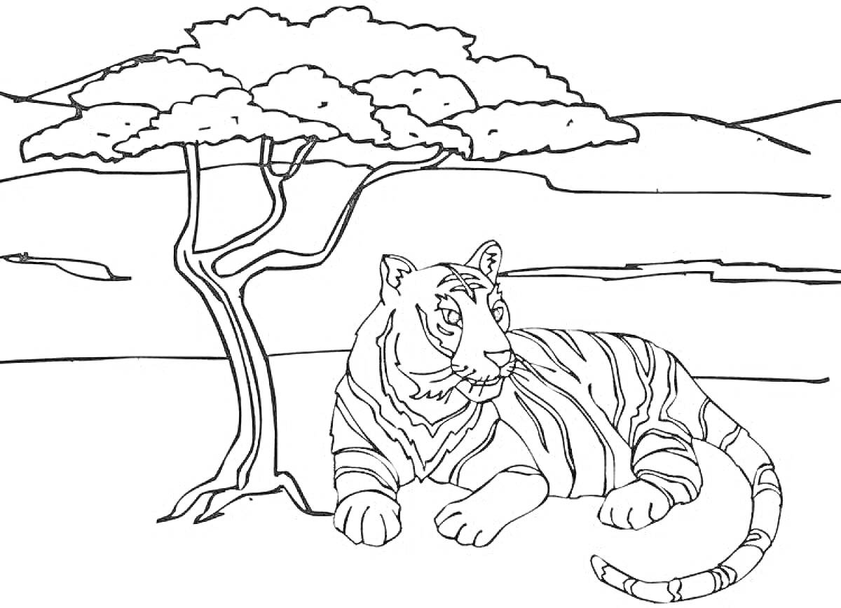 Раскраска Тигр под деревом в саванне, горы на заднем плане