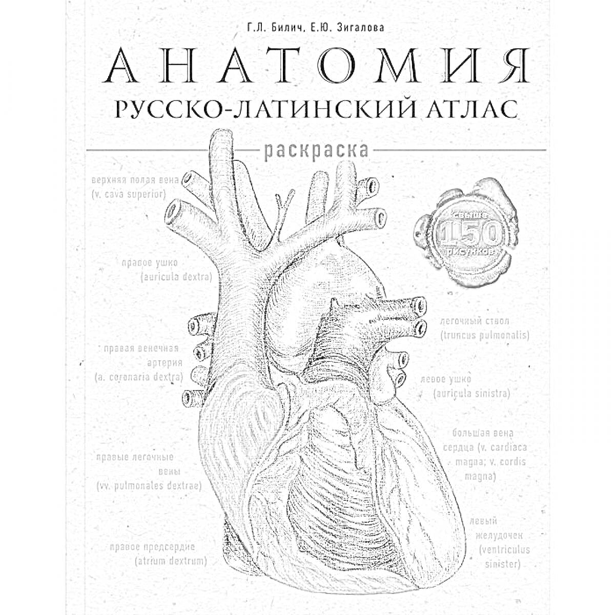 Анатомия. Русско-латинский атлас. Раскраска. Сердце с элементами аорты, артерий и вен.