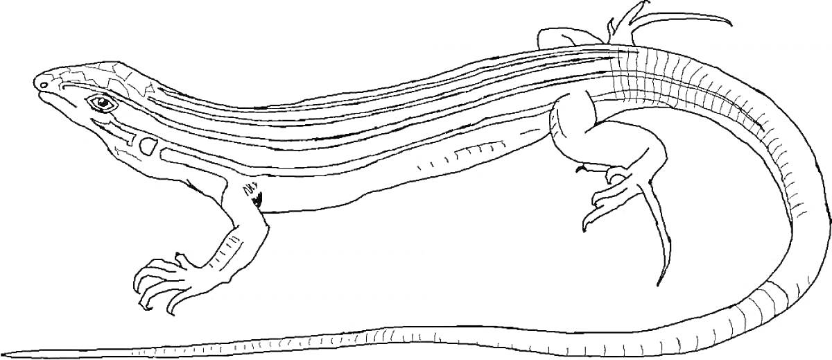 Раскраска Ящерица с длинным хвостом и полосами на спине