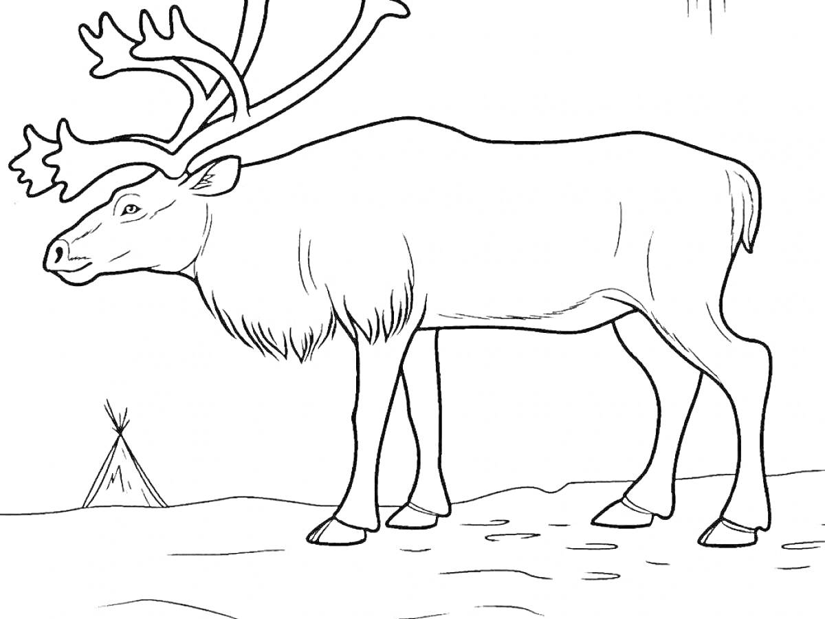 На раскраске изображено: Северный олень, Типи, Зима, Снег, Животные севера, 4-5 лет, Природа, Арктика
